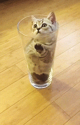 thefingerfuckingfemalefury:  themetaisawesome:  thefingerfuckingfemalefury:  HUMAN I DON’T KNOW HOW I GOT IN HERE AND NOW I CANNOT GET OUT DO SOMETHING ABOUT THIS  If you always help the kitten out of the cup they’ll never learn not to get into small