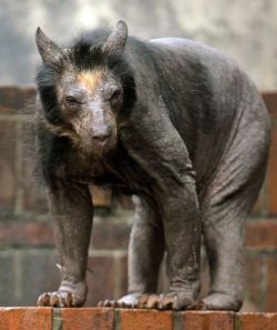 le0rav0jta:Do You Recognize These Animals Without Hair?# 1 Balding BearYikes! Bears are usually ferocious and scary at the best of times when stumbled upon in the wild, so you can imagine the shock and horror of finding this freaky-looking female bear!