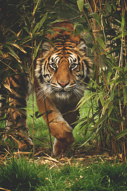 visualechoess:  “I’m Coming For You” by: Paul Hayes  