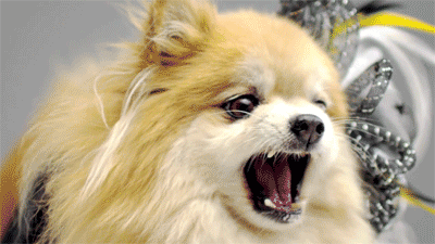 tastefullyoffensive:  Video: Angry Dogs in Cute Costumes