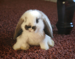 dominantlife:  rebel-in-overalls:  Because everyone needs more baby bunnies in their lives. Also, I spent time on the captions, you should look at them.  I can’t even handle all the cute!