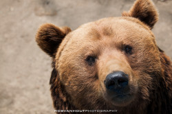 fuck-yeah-bears:  Brown Bear by Rob van Hout