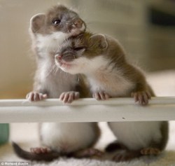 magicalnaturetour:  Baby Stoats by Richard Austin via Daily Mail 