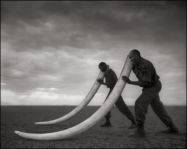 Nick Brandt&rsquo;s fine art photography of the disappearing natural world of