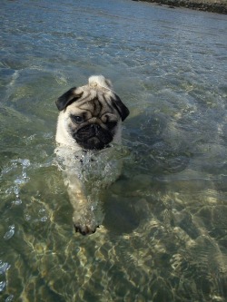 Just out for a swim why you taking a picture of me, my pug loves swimming as well though if she is distracted she will forget to keep actually swimming lol. Not a problem if she wasn&rsquo;t sooo easily distracted.