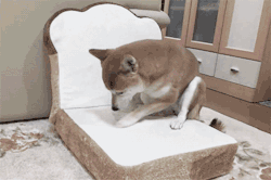 peanutsareforpussies:  sleepyshibe:  what are you doing you dumb animal  making his bread  i want bread pillow
