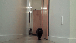 the-sexylosers-club:  anewweapon:   a-knife-for-every-heart:  Cats.  Me too, kitty, me too.   dat cat