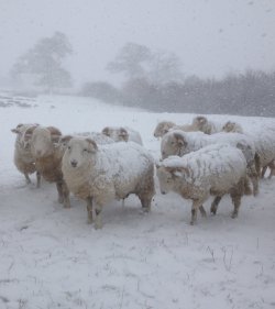 pagewoman: Snowy Sheep, Farndale, North Yorkshire ~ Peter Mawson 