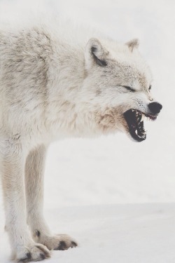 wolverxne:  Artic Wolf | by: { Eric Bégin }