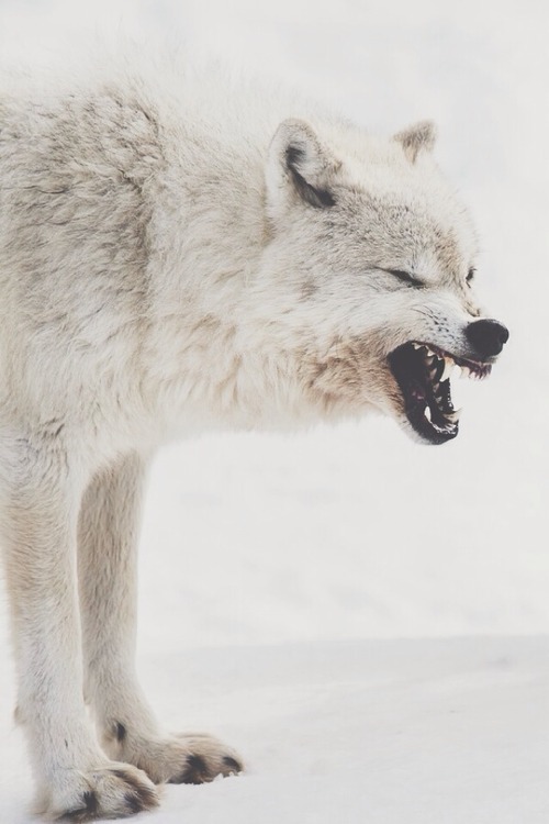 XXX wolverxne:  Artic Wolf | by: { Eric Bégin } photo