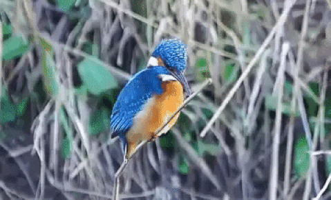 nubbsgalore:  the head of the kingfisher remains in place despite a blowing wind as the bird, perched on a stock, awaits passing fish in the river bellow to attack.  (#) (x)