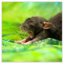 scalestails:  Every time I hear “Rats aren’t cute, they’re gross!” or “How can anyone think rats are CUTE?” I think of these pictures.