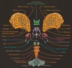 youarebeyondloved:  Brain and its functions 