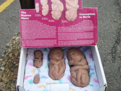 meadows-mommy:  apersnicketylemon:  revolutioninabox:  A pro-life group in Lansing, Michigan says fetal models have helped save a baby from a late-term abortion. Officials with 40 Days for Life in Lansing posted a picture of a set of fetal models that