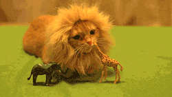 ermahgerdkateslife:  unimpressedcats:  King of the jungle  I’m gonna bite it.I’m gonna bite his little head. 