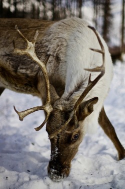 this-is-wild:  Reindeer(Alex Saurel) 