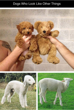 kitty-lovetts-pie-shop:  tastefullyoffensive:  Dogs Who Look Like Other Things [imgur]Previously: Bears Doing Human Things  honestly some of these are terrifying 
