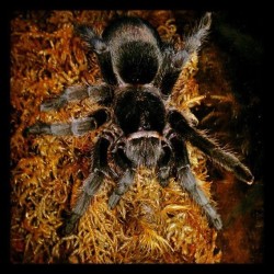batsandspiders:  Miss Charlotte. #tarantula #spider #spiderlove #brazilianblack