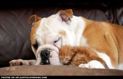 aplacetolovedogs:  Tigger an orphaned kitty has found an unlikely surrogate mum in Harley the Bulldog. The two-year-old grumpy Bulldog and tiny little orphaned kitten have become inseparable. Their unlikely bond developed when Tigger – who is just two
