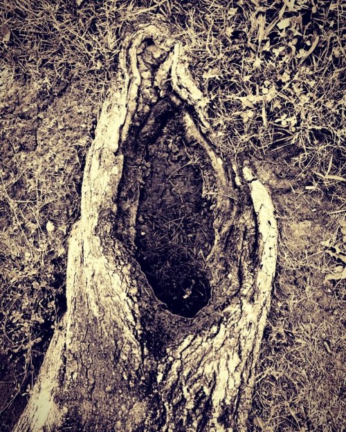 Tree root. #moemeatproduction #water #treeorootpuddle #puddle #nature #blacknwhite #park  (at Gentrytown Park) https://www.instagram.com/p/CC7spwrj0zJ/?igshid=7h1t2ku1ttkv