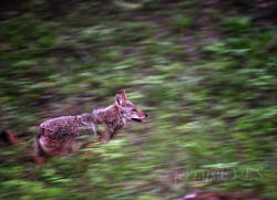 “Predator” Coyote in Cades Cove,