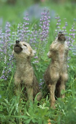 beautiful-wildlife:  Wolf Puppies Howling