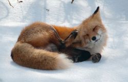 wolverxne: Photographer Tim Carter captured these adorable images of this Red Fox playing, stretching and sleeping in the snow.  