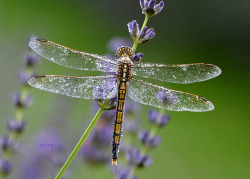 sere316:  Dragonfly by Purple10YT on Flickr.Dragonfly