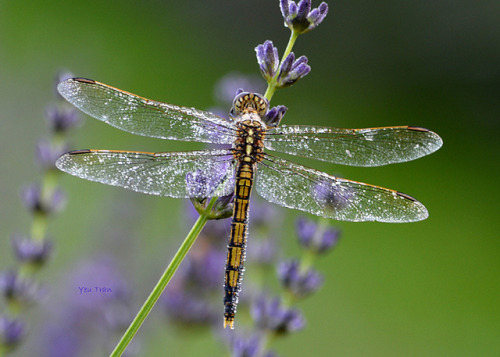 XXX sere316:  Dragonfly by Purple10YT on Flickr.Dragonfly photo