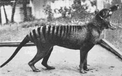 jackie-bay:  The last known Tasmanian Tiger photographed in 1933. The species is now extinct. 