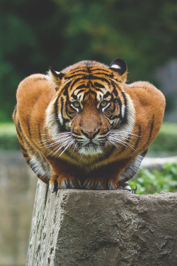 kitten-tamer:  noonepaysmeingum:  This looked like a buff ass tiger with broad human shoulders doing fucking push ups. I need a moment.  the furries are getting more powerful 