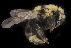 usgsbiml:   From Yellowstone National Park comes the powerful Bombus insularis.   This parasite of other bumblebees is one bad ass bee.  Collected as part of a high elevation study of the  Alpine areas throughout the United States, with the idea that