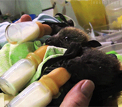 Baby bats I want them!