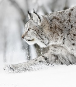 beautiful-wildlife:  Lynx in winter landscape by Jørn Hagen