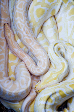 earthandanimals:  Albino Burmese Pythons Photo by Thomas T. 