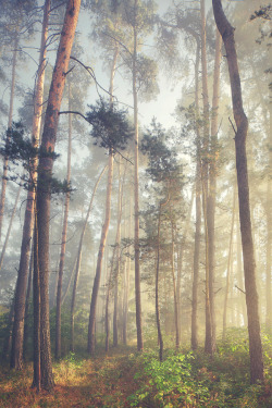 isawatree:  Bavaria - Magic Forest by Kilian