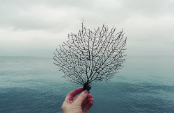 abccafes:  see the sea fan by wild goose
