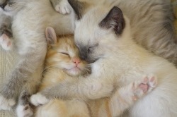 Snuggles and kittens to make you smile