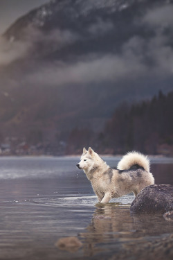 visualechoess:    Much landscape - a little bit of a dog by   Anne Geier