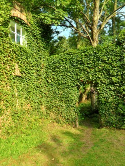vwcampervan-aldridge:  Ivy overgrown entrance to the Walled garden at Middleton Hall, Warwickshire, England All Original Photography by http://vwcampervan-aldridge.tumblr.com