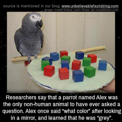 Unbelievable-Facts:  Researchers Say That A Parrot Named Alex Was The Only Non-Human