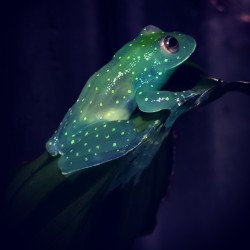 mysterygal248:  yeezytaughtme:  ftcreature:  Glass Frog glows like a constellation within the dark of the South American rainforest.  be honest this is me  have2 FROGGIES