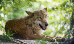 phototoartguy:  Lying wolf and vegetation