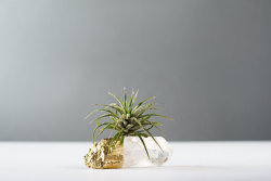 lesstalkmoreillustration: Crystal Air Planters By AirFriend On Etsy   *More Things &amp; Stuff    