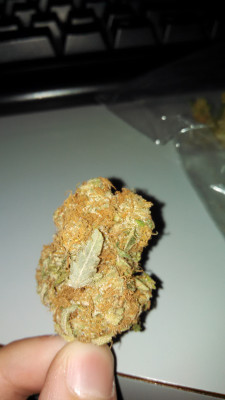 reddlr-trees:  A big fat hairy nug of some