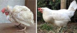 coolthingoftheday:A caged chicken on the day it was let out of it’s cage - and the same chicken three months later after enjoying a free-range life. I know this isn’t what I normally post, but animal welfare is important to me.