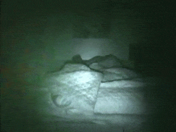 the-creepy-things:  This footage shows a humanoid-like entity attempting to crawl into the  bed of this woman. The woman apparently said that she has been hearing  noises in her bedroom at night for weeks so she set up a camera, and the  footage she got