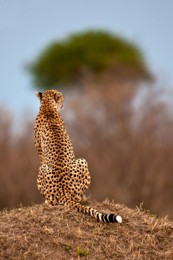 10bullets:  Cheetah 10 by catman-suha 