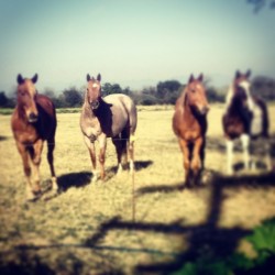 #my #baby #rocio #beautiful #horses #mi #consentida #preciosa #de #mami #la #mejor #gorda #enorme 😍❤️🐴