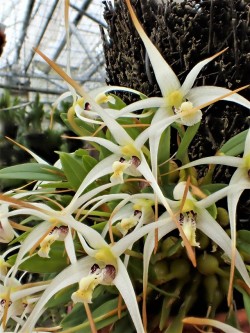 orchid-a-day: Dendrobium fariniferum Syn.: Diplocaulobium fariniferum April 26, 2019  